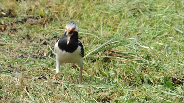 Asian Pied Starling (Asian) - ML201595371