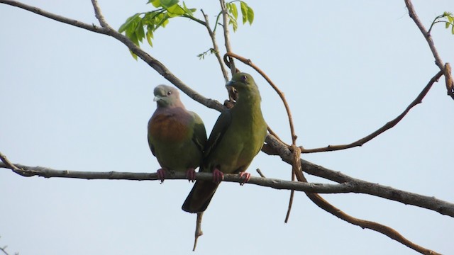 コアオバト Ebird