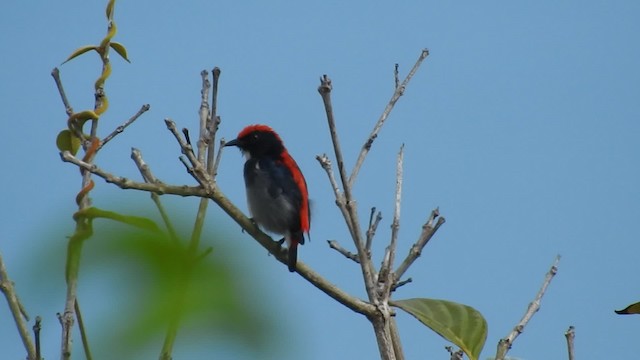 Scarlet-backed Flowerpecker - ML201595531
