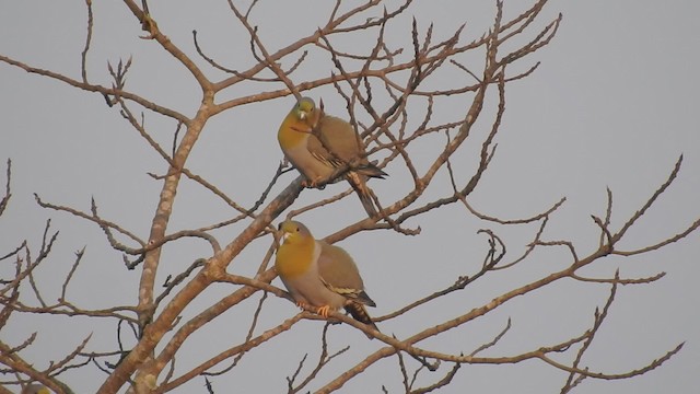 Yellow-footed Green-Pigeon - ML201595661