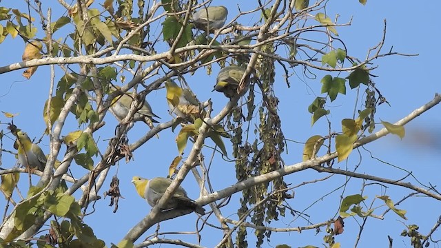 Yellow-footed Green-Pigeon - ML201595671