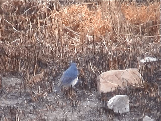 Siberian Blue Robin - ML201595871