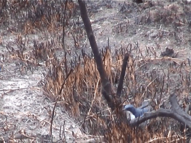 Siberian Blue Robin - ML201595881