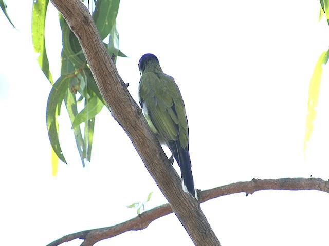 Australasian Figbird - ML201595901