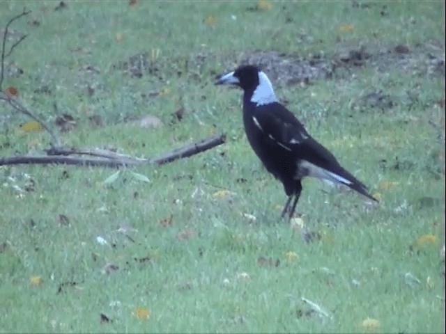 Australian Magpie (Black-backed) - ML201596781