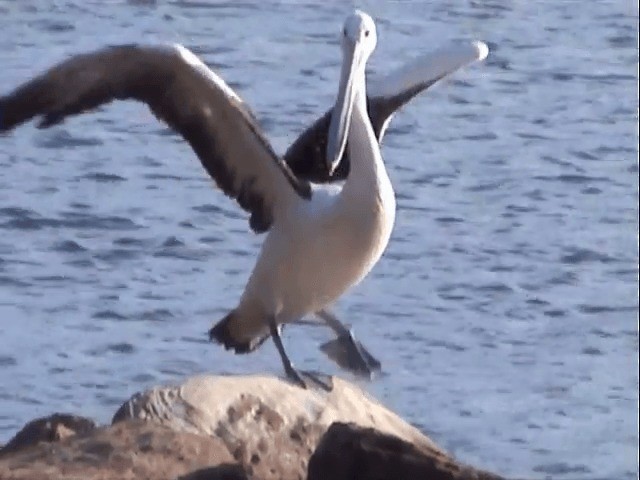 pelikán australský - ML201596801