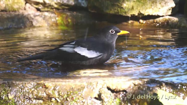 Gray-winged Blackbird - ML201597121