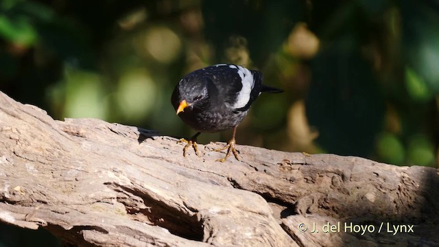Gray-winged Blackbird - ML201597151