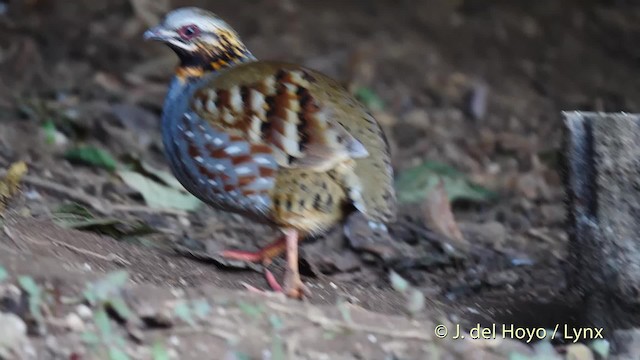Rufous-throated Partridge - ML201597221