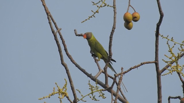 Finsch Yeşil Papağanı - ML201597521
