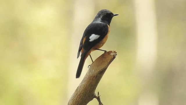  - Daurian Redstart