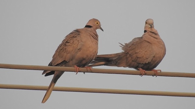 Burmese Collared-Dove - ML201597591