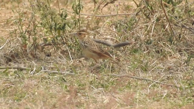  - Burmese Bushlark