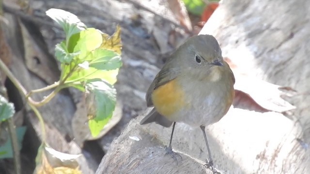 Red-flanked Bluetail - ML201597731
