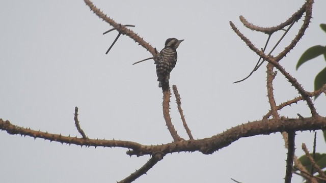 Gray-capped Pygmy Woodpecker - ML201598021