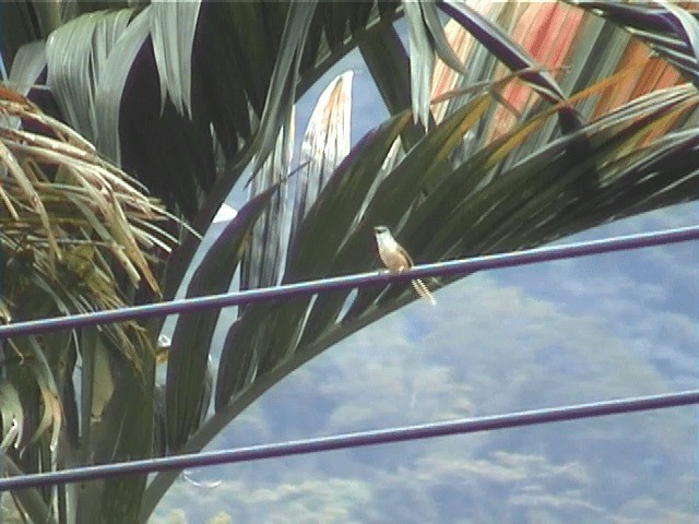 灰頭鷦鶯(sonitans) - ML201598081