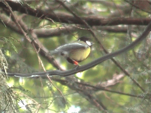 Green-backed Tit - ML201598211