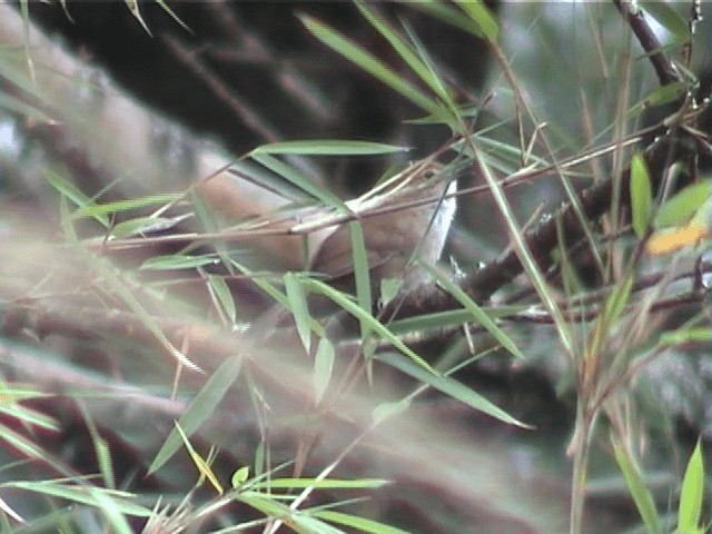 Taiwan Bush Warbler - ML201598271