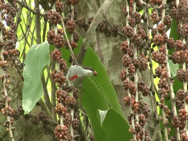 Red-keeled Flowerpecker - ML201598301
