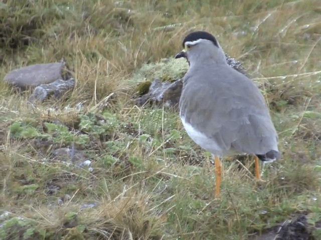 Spot-breasted Lapwing - ML201598731