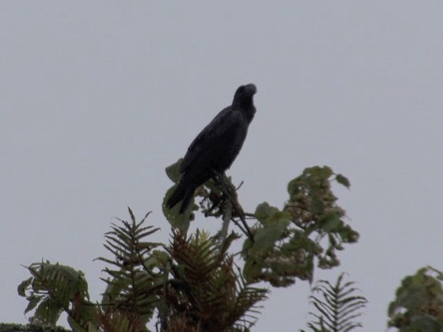 Thick-billed Raven - ML201598761