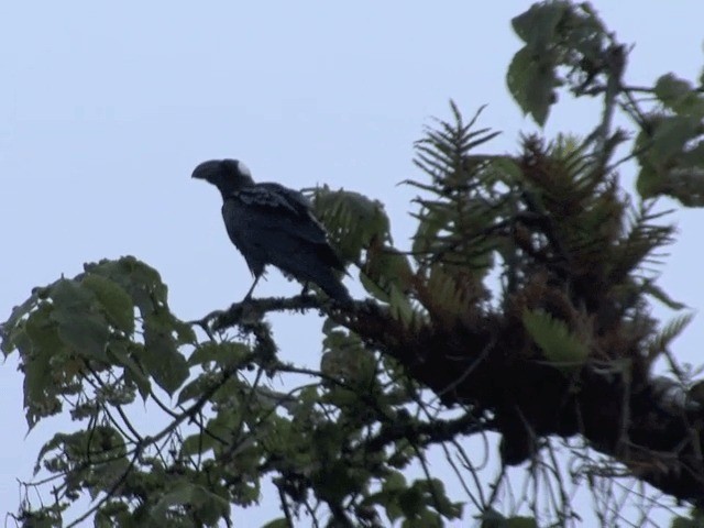 Thick-billed Raven - ML201598771