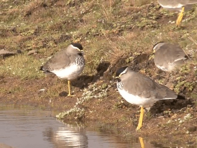 Spot-breasted Lapwing - ML201598801