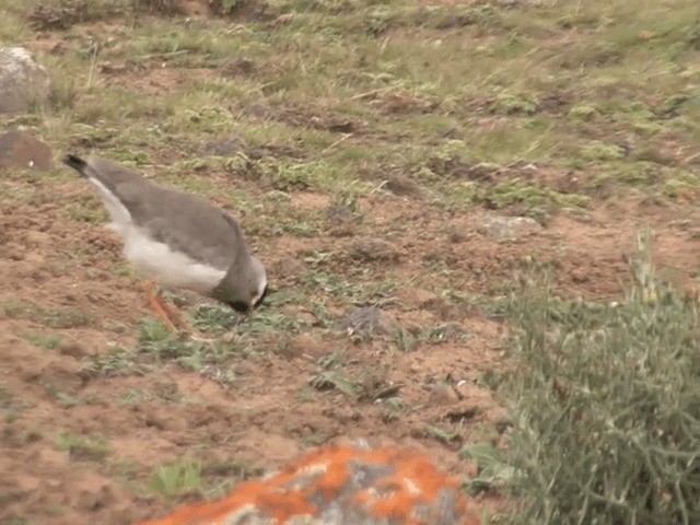 Spot-breasted Lapwing - ML201598821