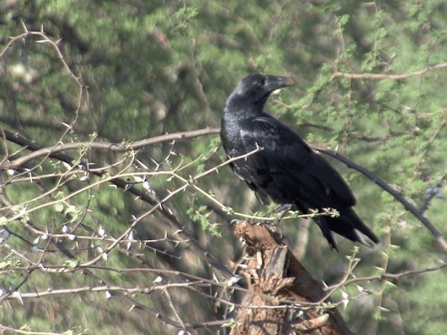 Fan-tailed Raven - ML201598841