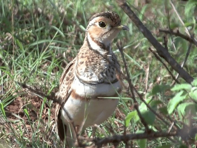 Three-banded Courser - ML201598971