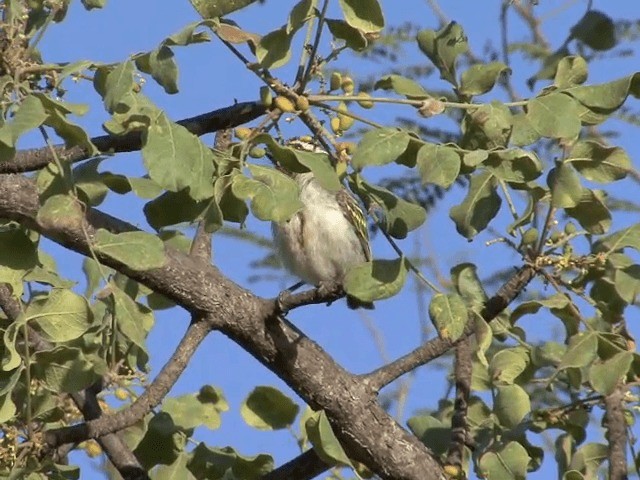  - Black-throated Barbet