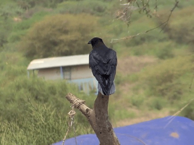 Somali Crow - ML201599081