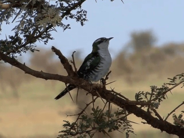  - Dideric Cuckoo