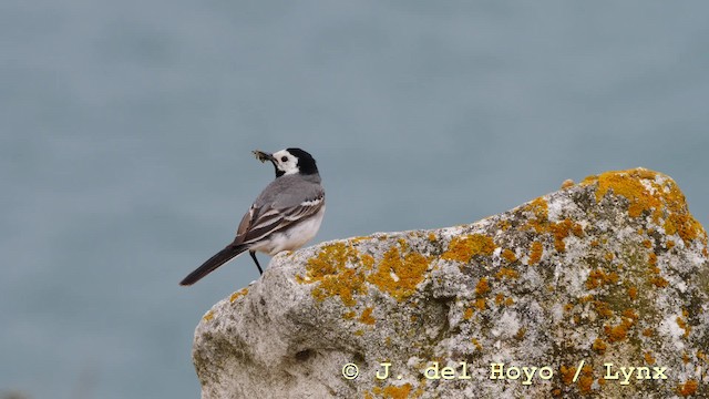 White Wagtail (White-faced) - ML201599521
