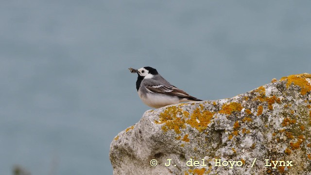 White Wagtail (White-faced) - ML201599531