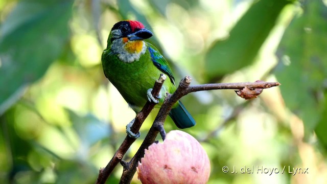  - Golden-throated Barbet (Himalayan)