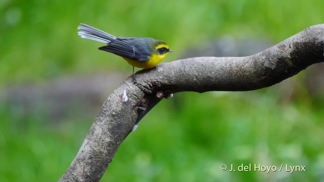 Yellow-bellied Fairy-Fantail - ML201599801