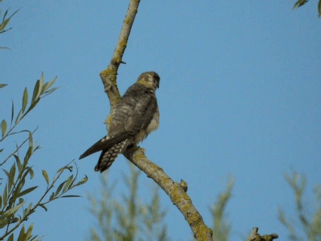 Red-footed Falcon - ML201600221