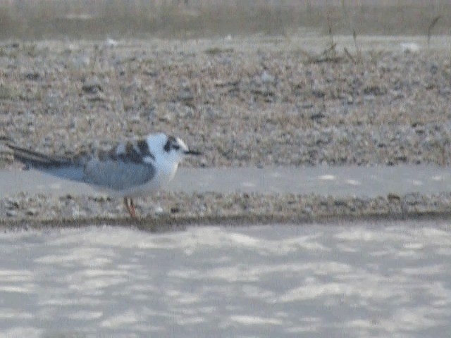 White-winged Tern - ML201600291