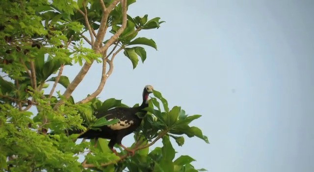 Red-throated Piping-Guan - ML201600381