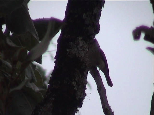 Гамбагская мухоловка - ML201600491