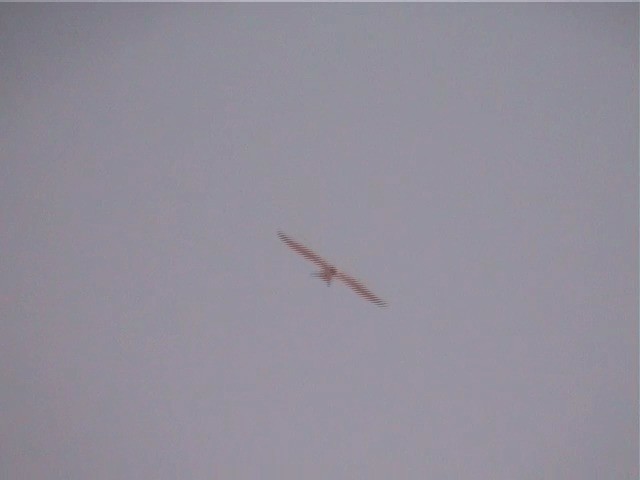 Scissor-tailed Kite - ML201600721