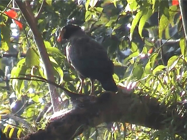 Andaman Serpent-Eagle - ML201600811