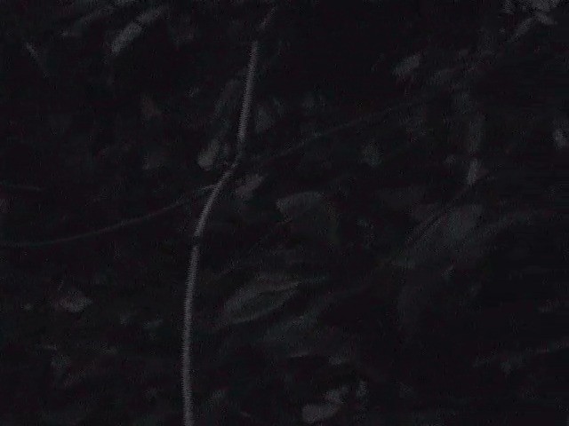 Andaman Kestane Yelvesi - ML201600841