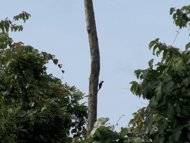White-bellied Woodpecker - ML201601021