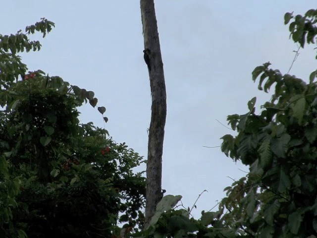 White-bellied Woodpecker - ML201601031