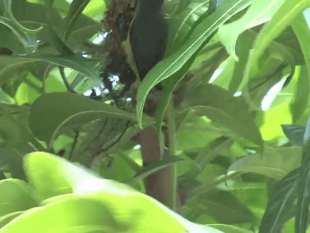 Orange-bellied Flowerpecker - ML201601041