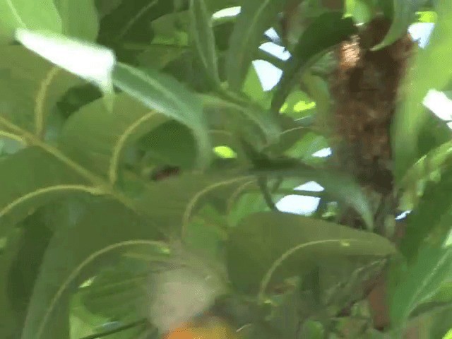 Orange-bellied Flowerpecker - ML201601061
