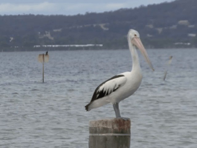 Avustralya Pelikanı - ML201601211