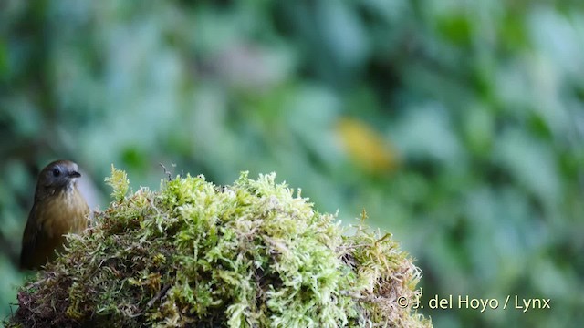 Белобрюхая тимелия-говорушка - ML201601831